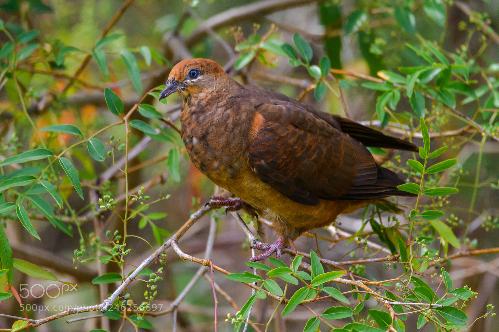 Nikon D7500 sample photo. Brown cuckoo dove photography