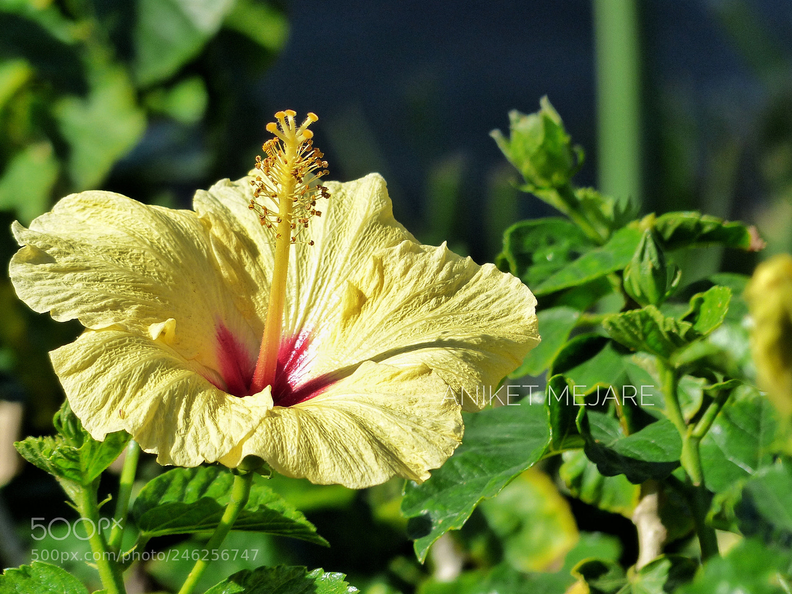Panasonic Lumix DMC-FZ200 sample photo. Almost spring photography