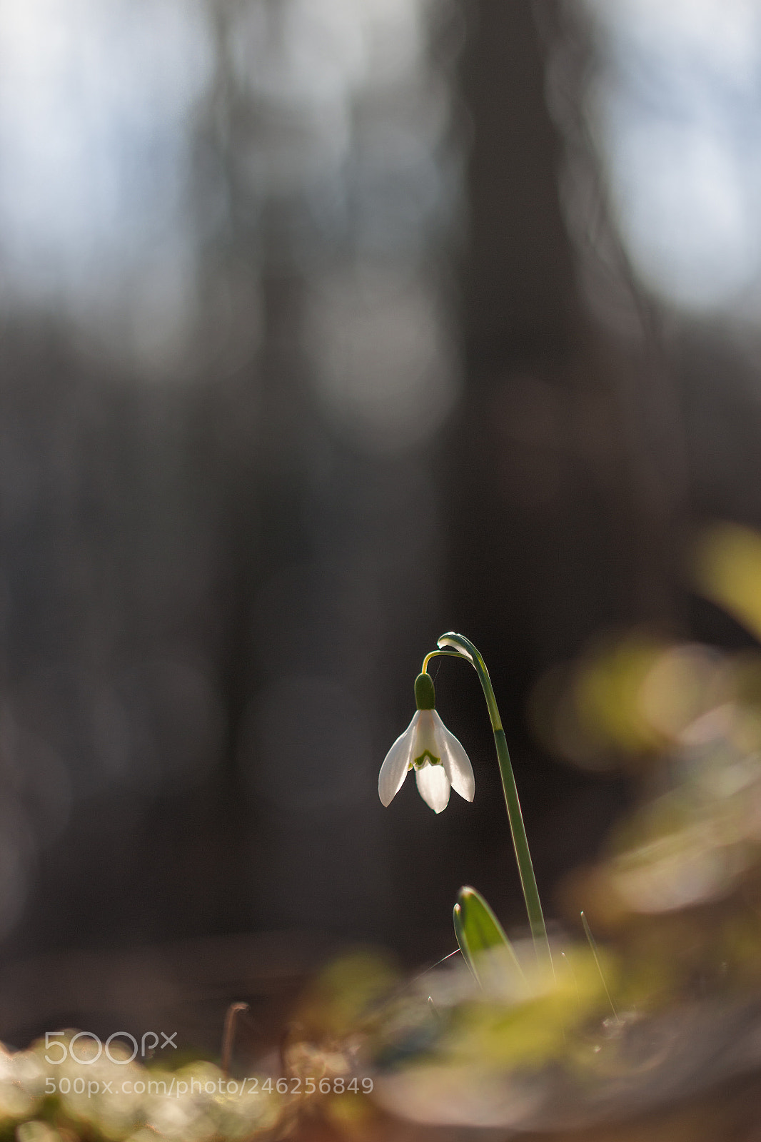 Canon EOS 600D (Rebel EOS T3i / EOS Kiss X5) sample photo. Perce-neige photography