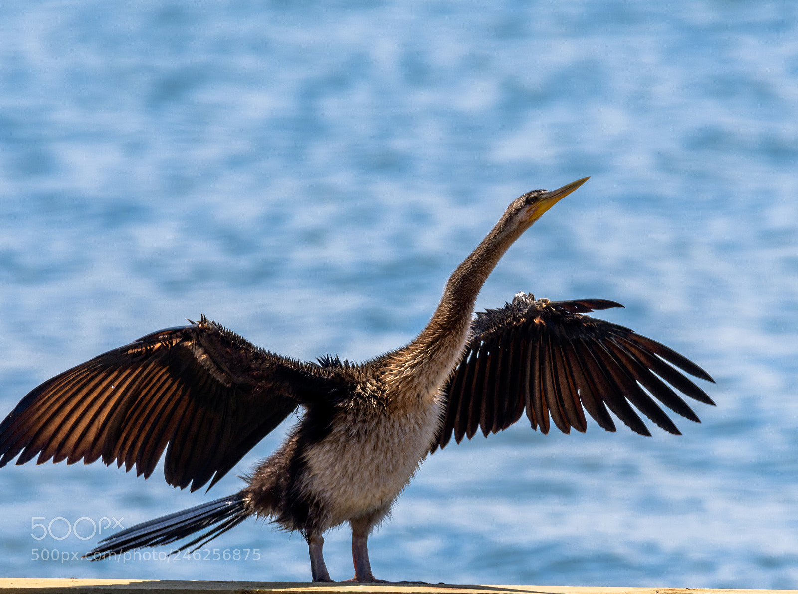 Nikon D7500 sample photo. Darter (anhinga) photography