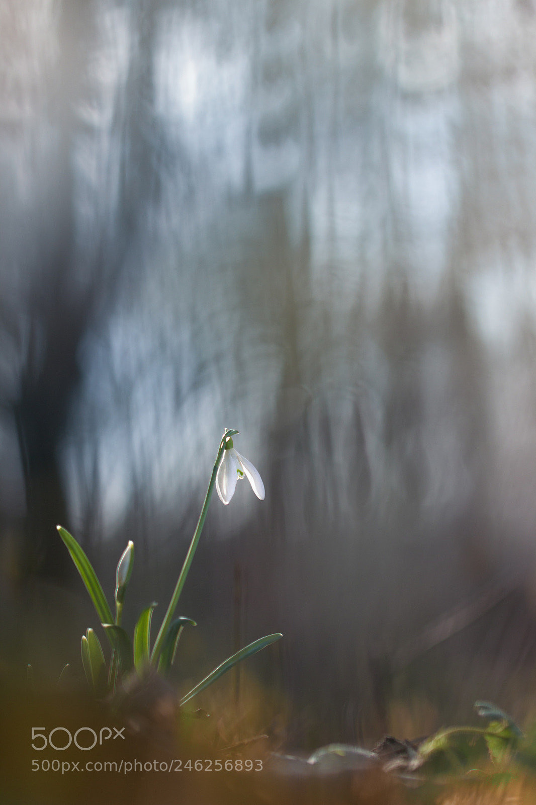 Canon EOS 600D (Rebel EOS T3i / EOS Kiss X5) sample photo. Perce-neige photography