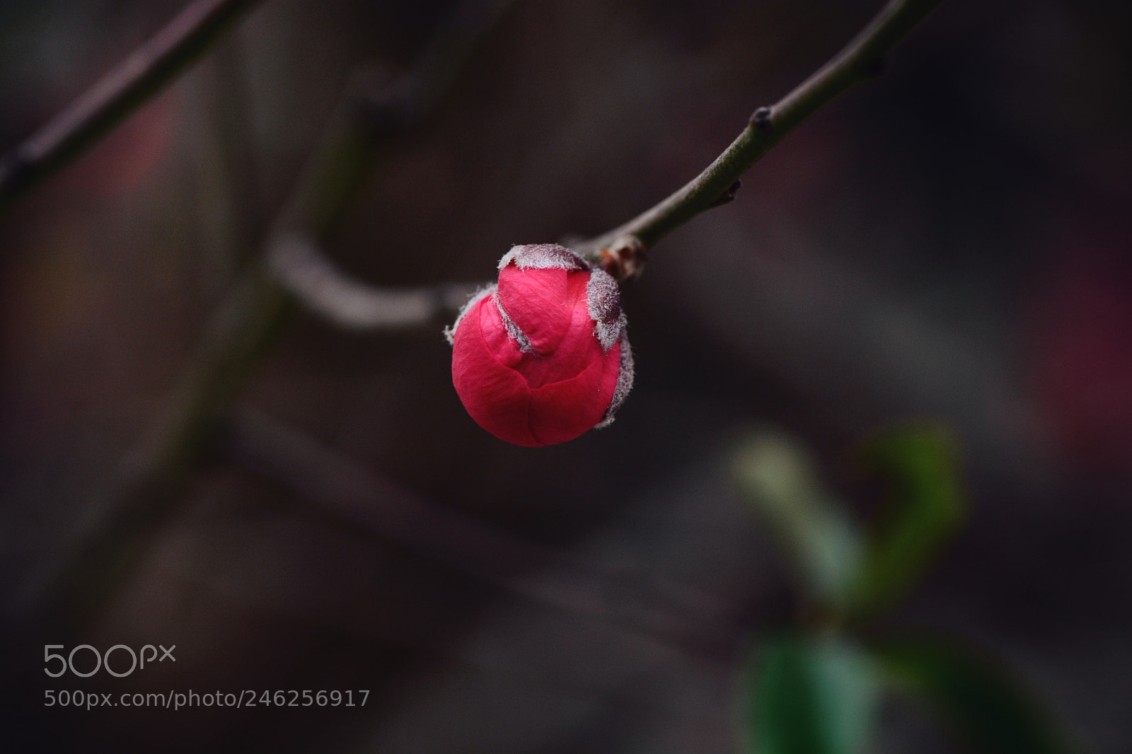 Nikon D7100 sample photo. Untitled photography