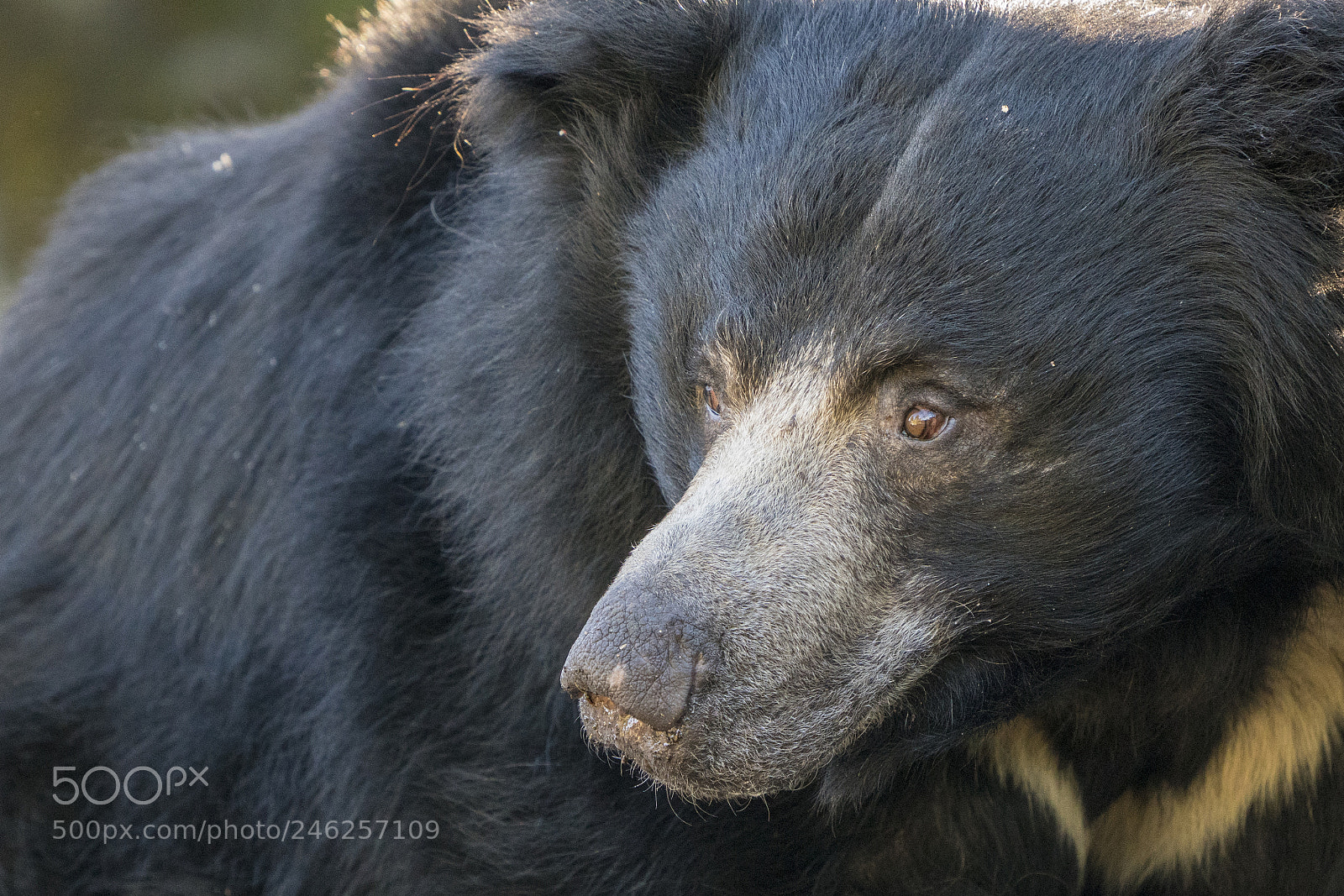 Sony a7R III sample photo. Sloth bear photography