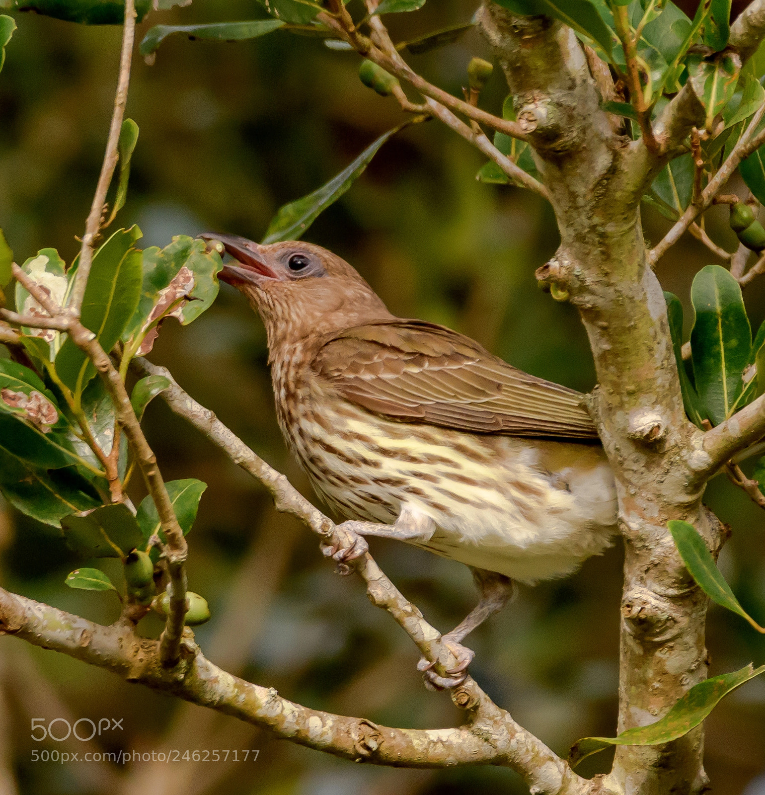 Nikon D7500 sample photo. Juvenile green figbird feeding photography