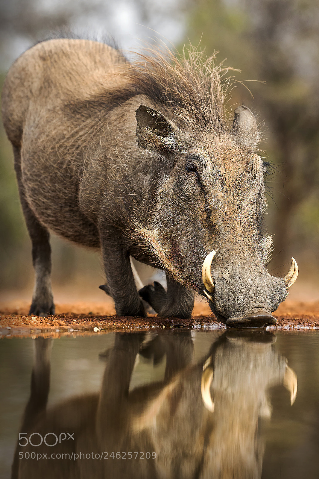 Canon EOS-1D X sample photo. Warthog photography