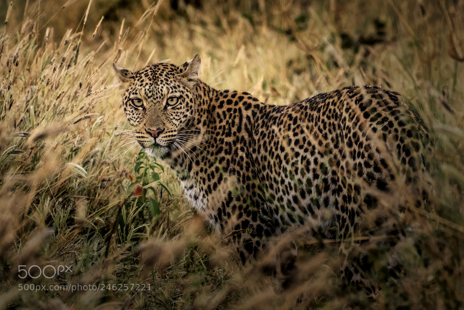 Canon EOS 7D Mark II sample photo. Leopard savuti photography