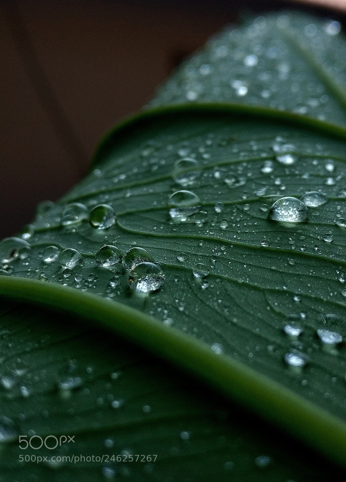 OnePlus A3003 sample photo. Rain drops??️ photography