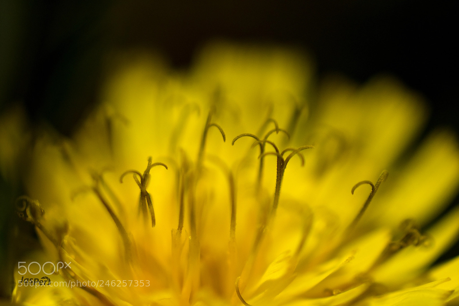 Nikon D7200 sample photo. Dandelions photography