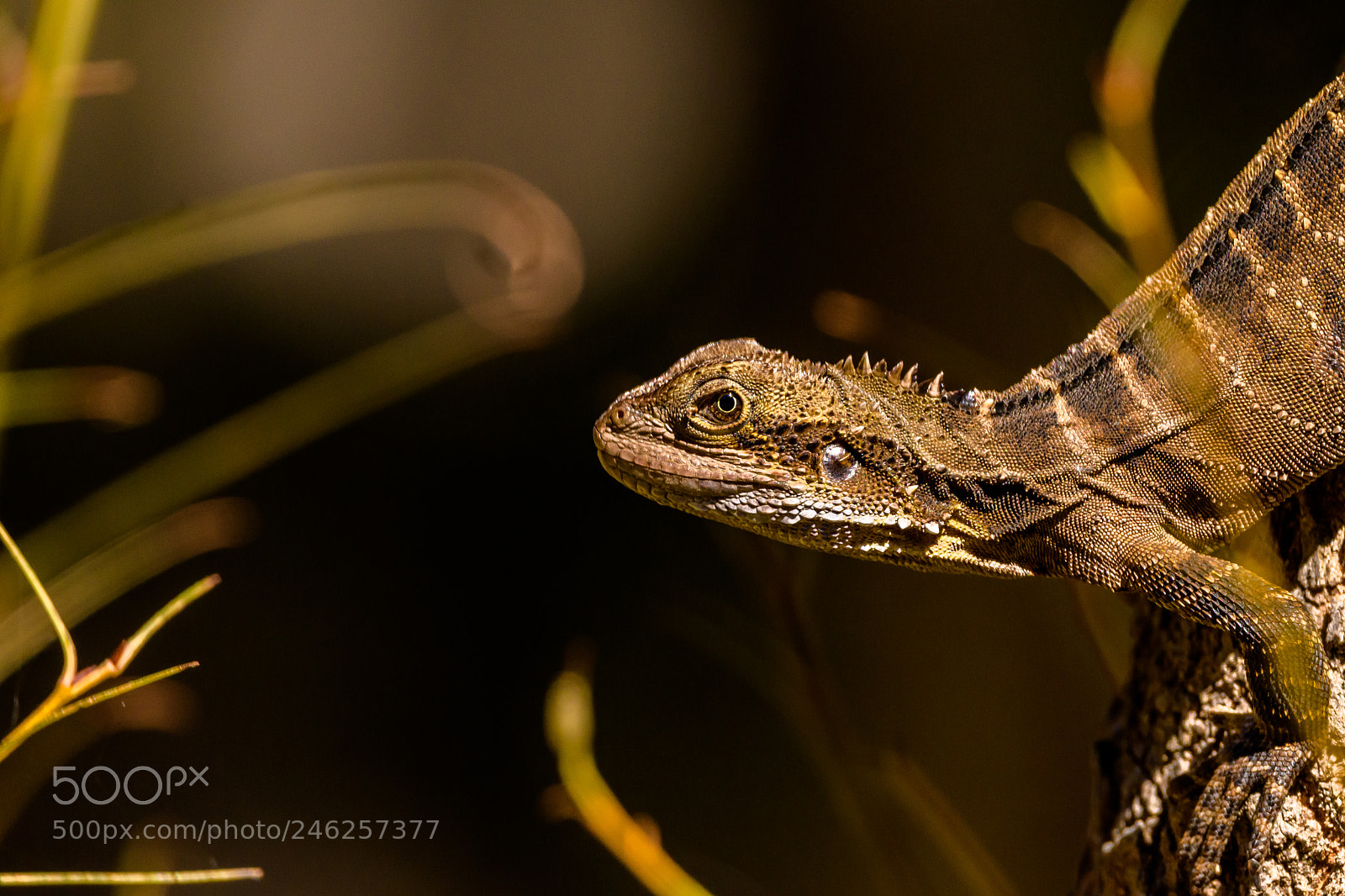Nikon D7500 sample photo. Eastern water dragon photography