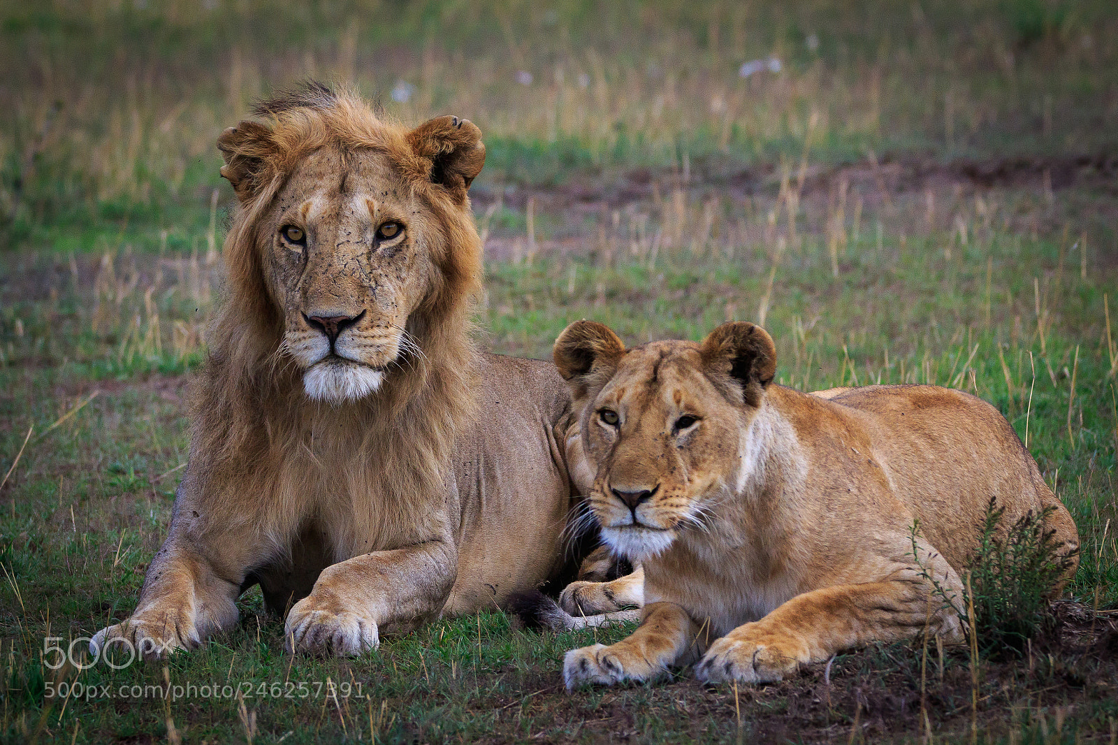 Canon EOS 7D Mark II sample photo. Tanzania - serengeti photography