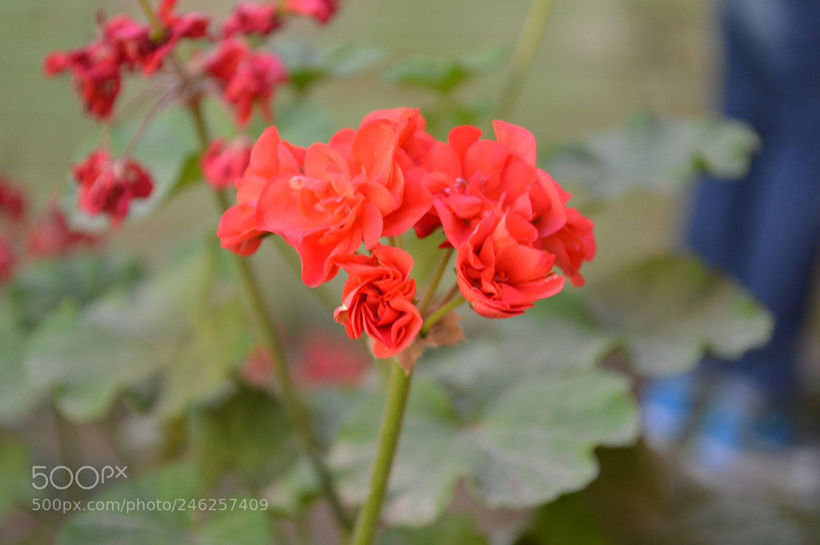 Nikon D3200 sample photo. Las mas brillantes photography