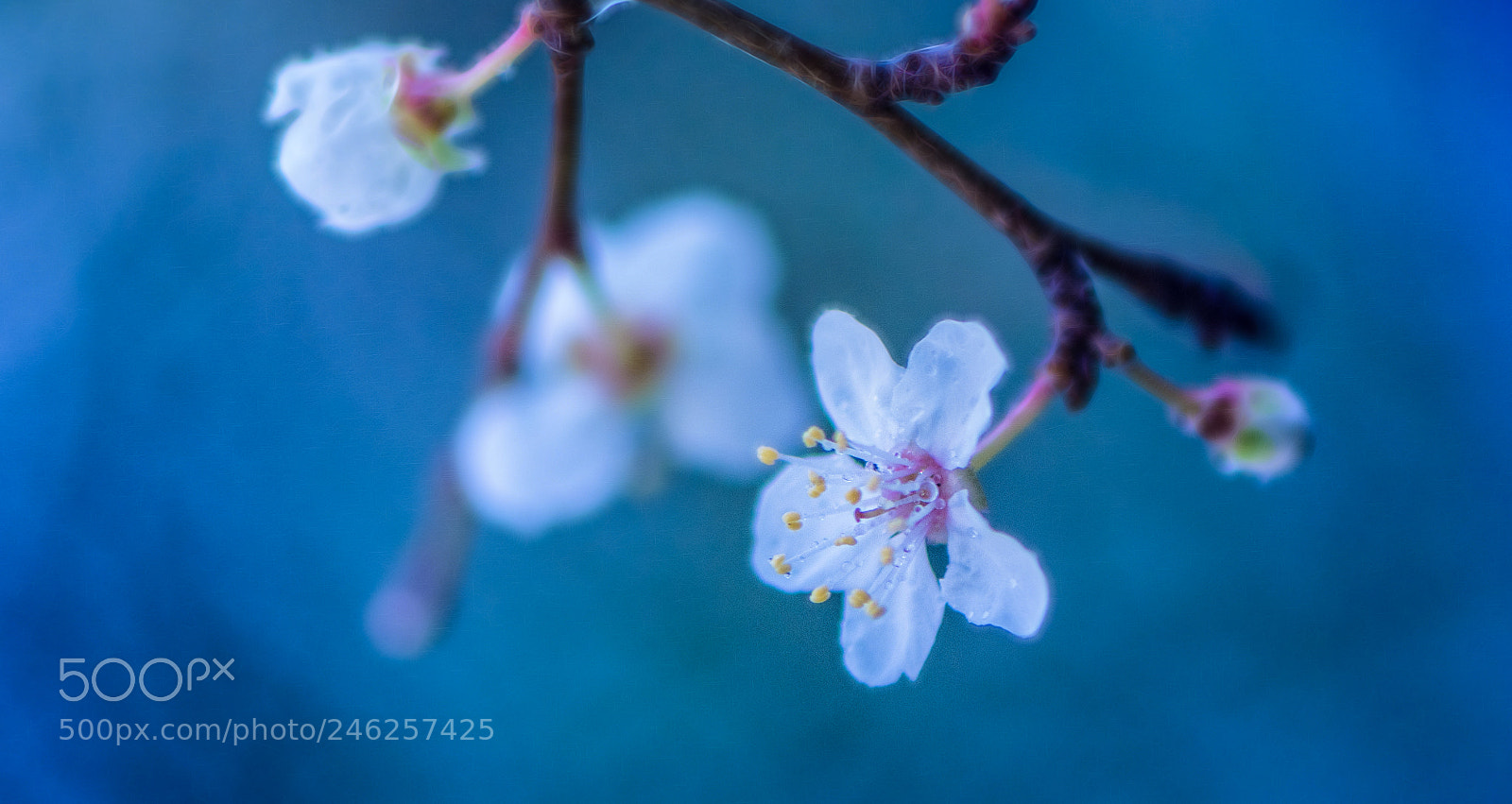 Nikon D850 sample photo. Small spring rain photography