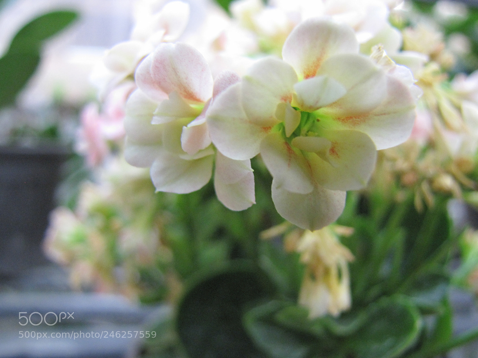 Canon PowerShot SX10 IS sample photo. Img photography