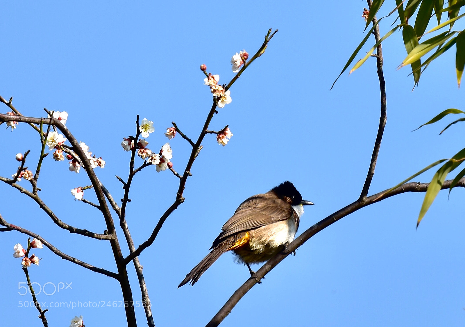 Nikon D7200 sample photo. Bird photography