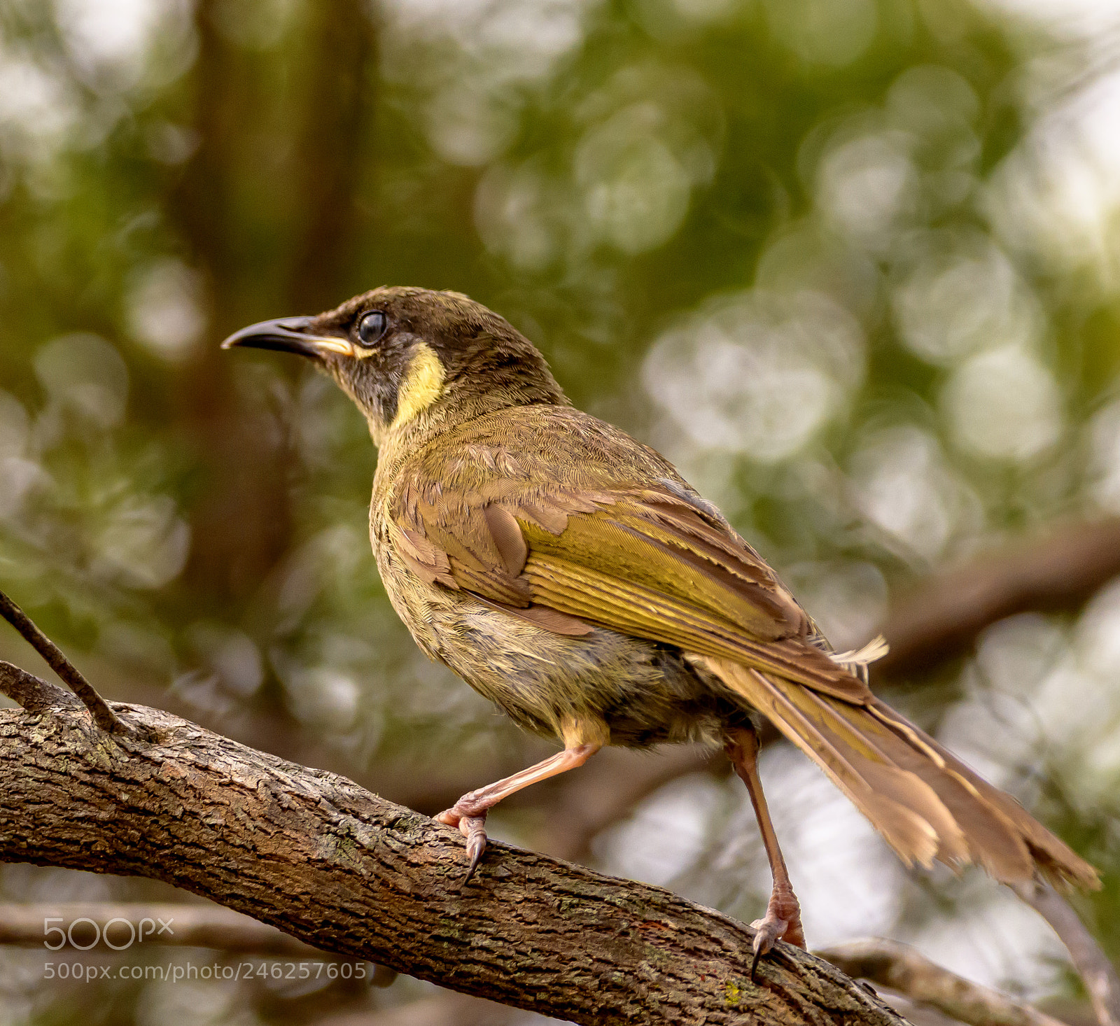 Nikon D7500 sample photo. Lewin's honeyeater photography