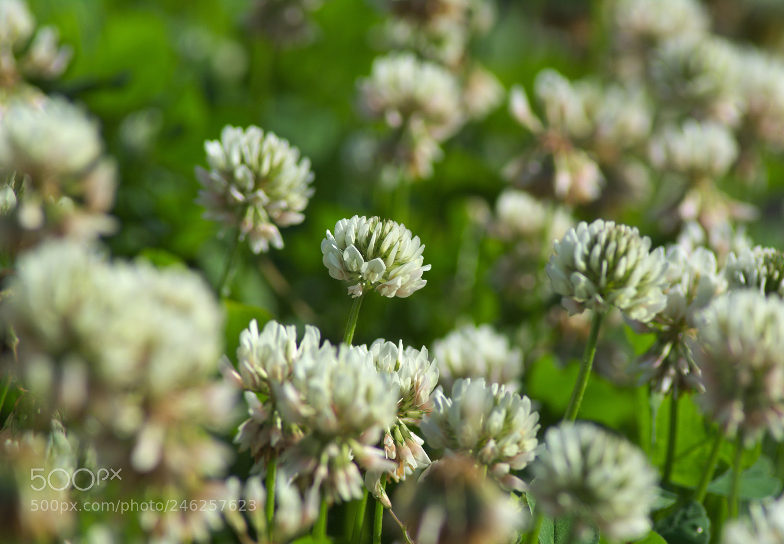 Nikon D5200 sample photo. Koniczynka3 photography
