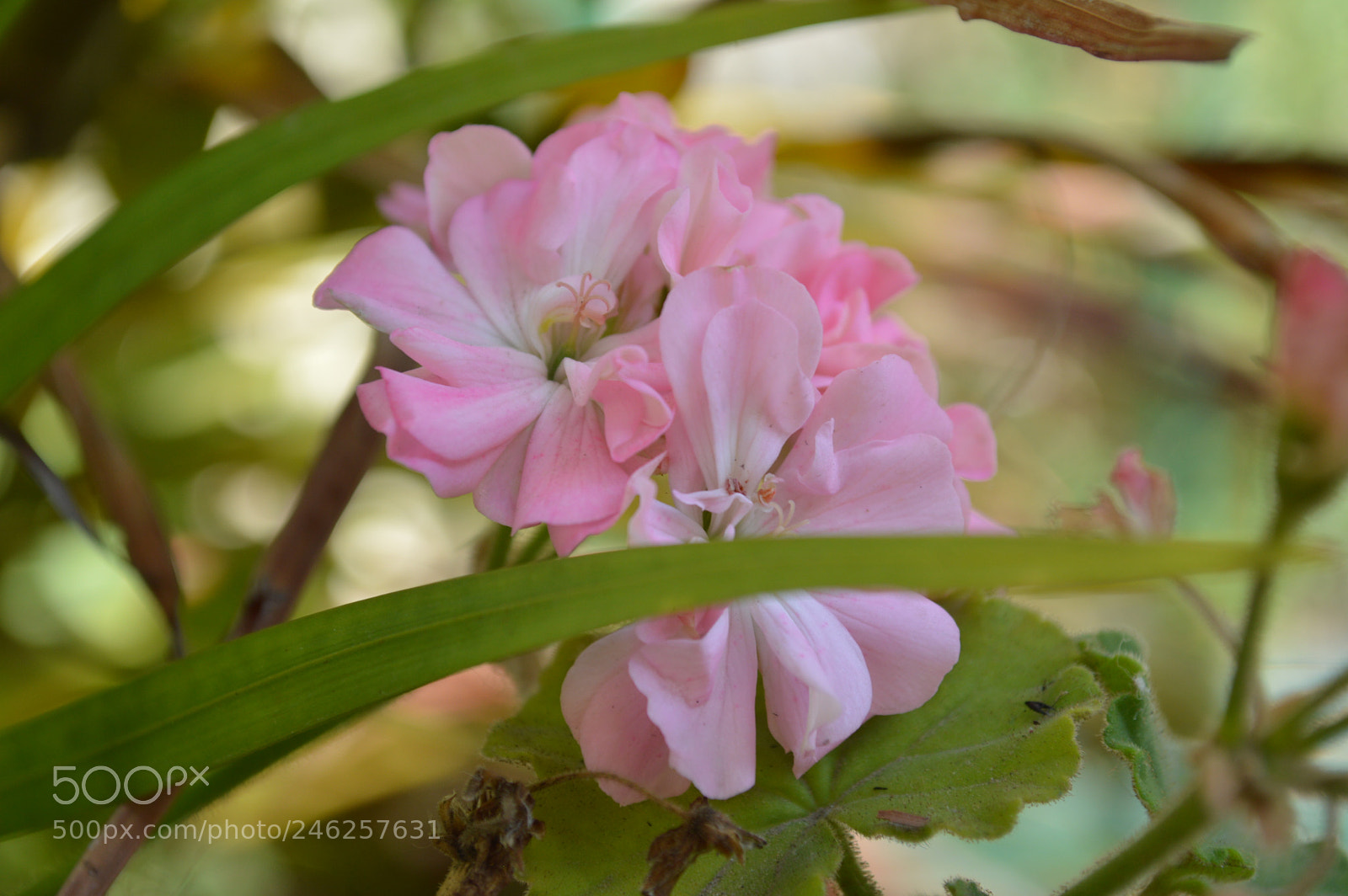 Nikon D3200 sample photo. Un lindo detalle photography