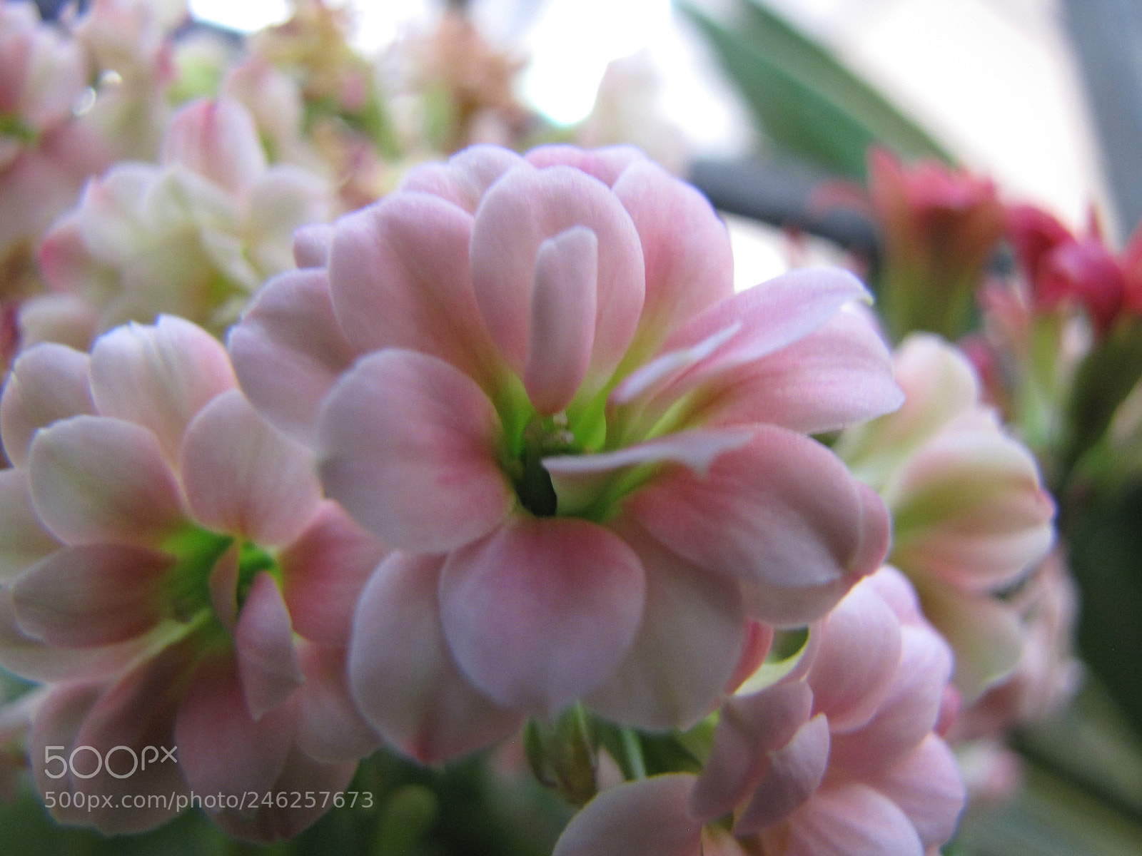 Canon PowerShot SX10 IS sample photo. Img photography