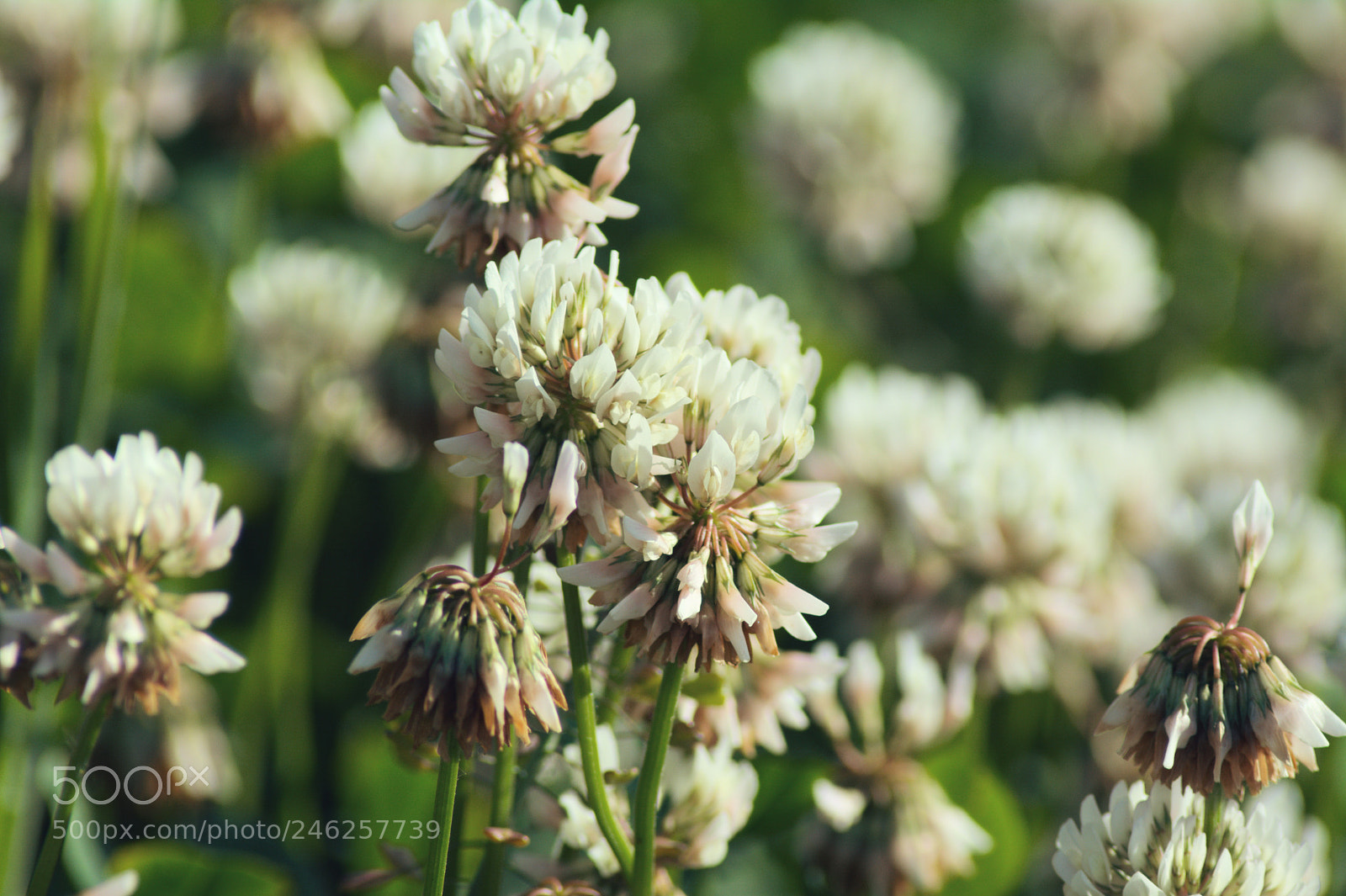 Nikon D5200 sample photo. Koniczynka5 photography