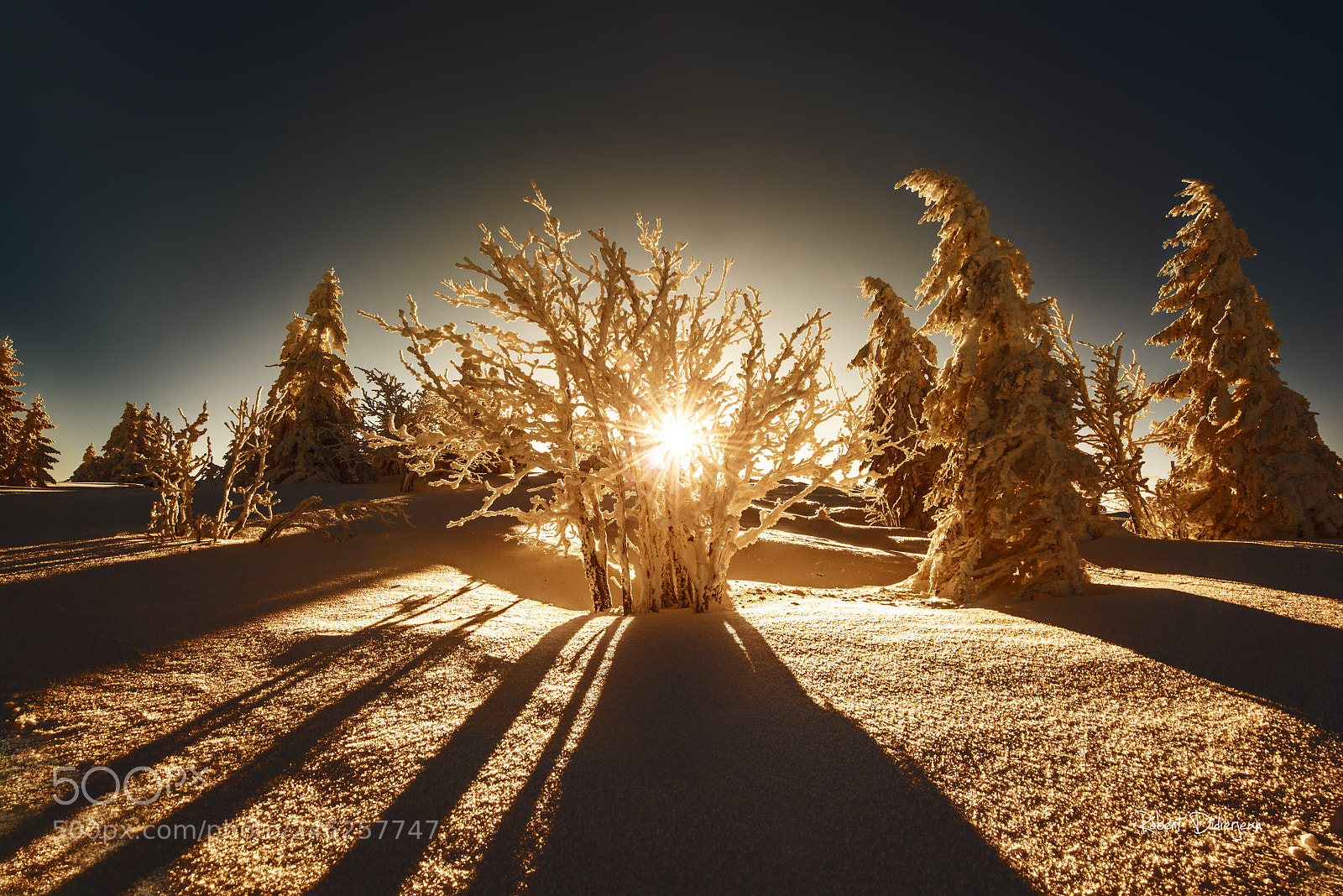 Nikon D810 sample photo. Frozen silhouette photography