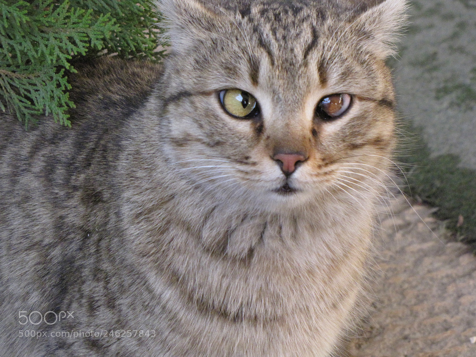 Canon PowerShot SX10 IS sample photo. Img photography