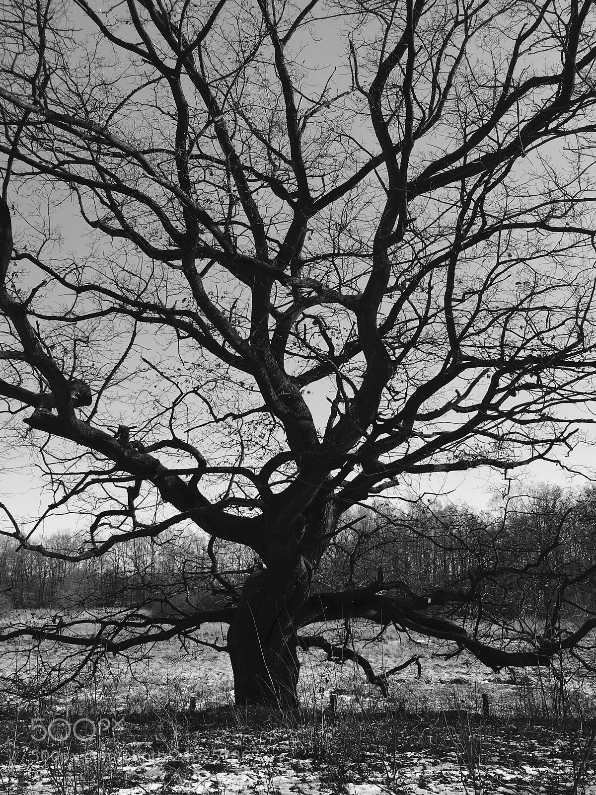 Apple iPhone 6s sample photo. The tree of life photography