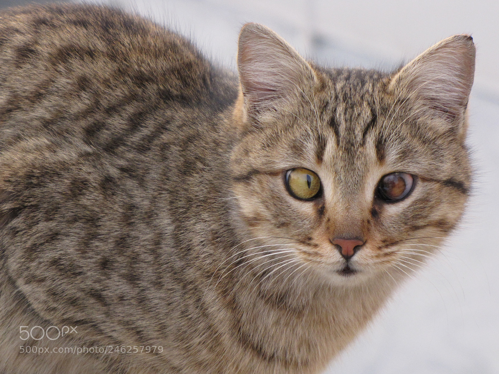 Canon PowerShot SX10 IS sample photo. Img photography