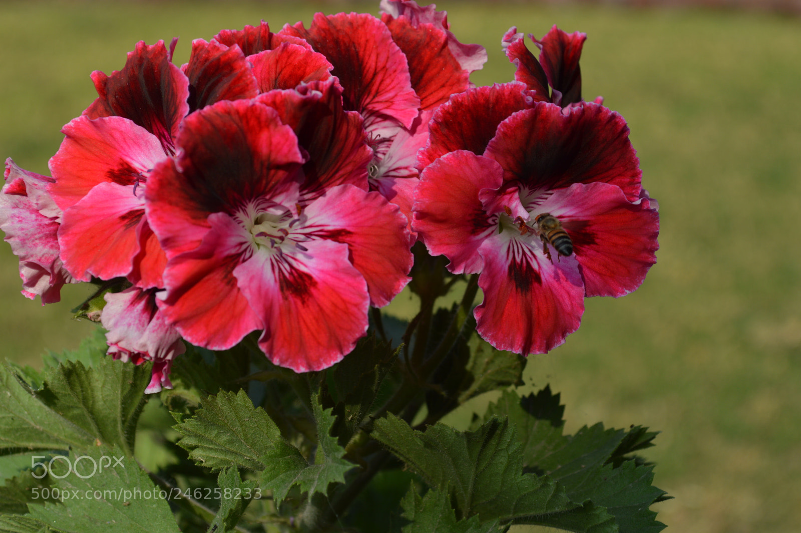 Nikon D3200 sample photo. El dia que te photography