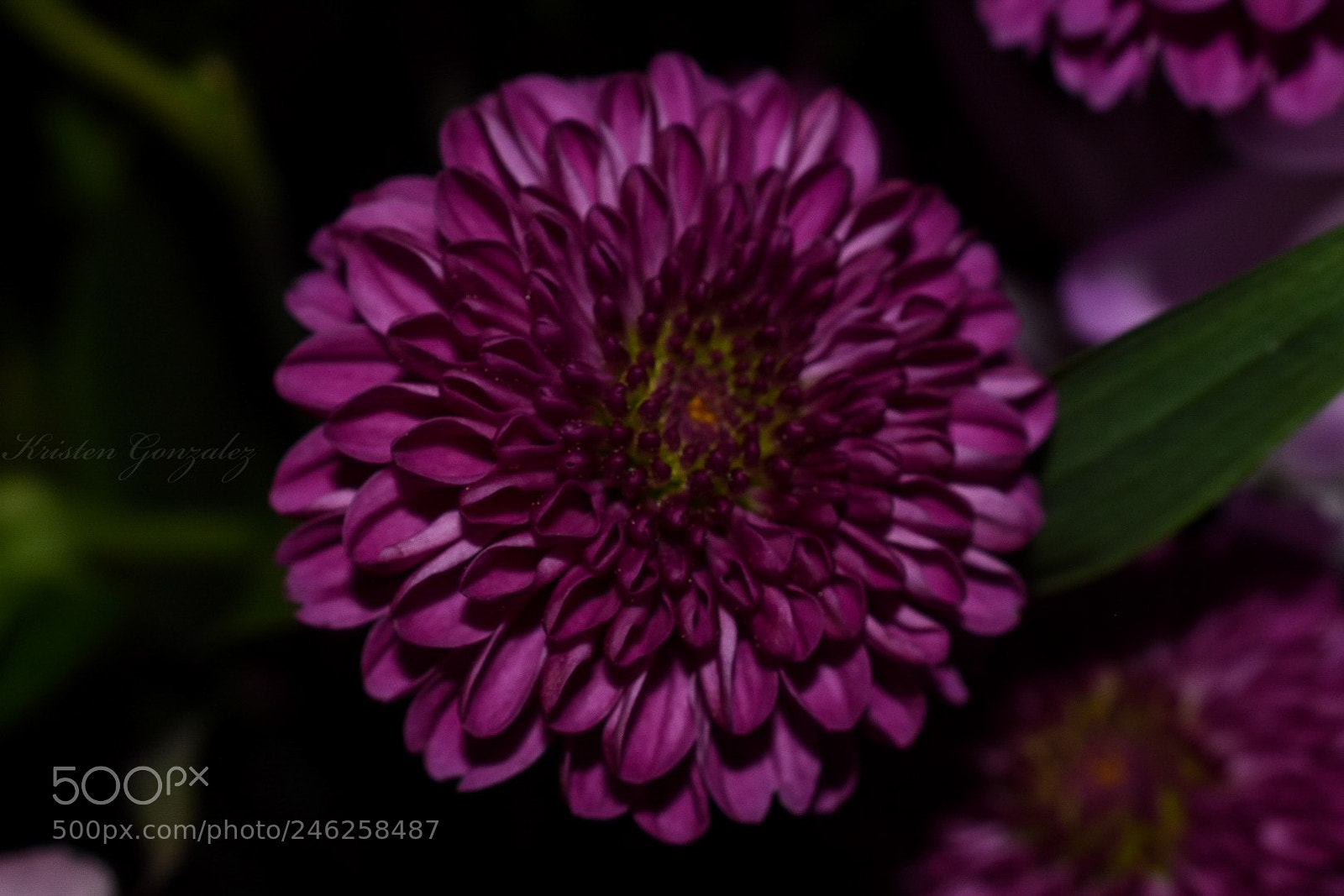 Nikon D3400 sample photo. Dark violet photography