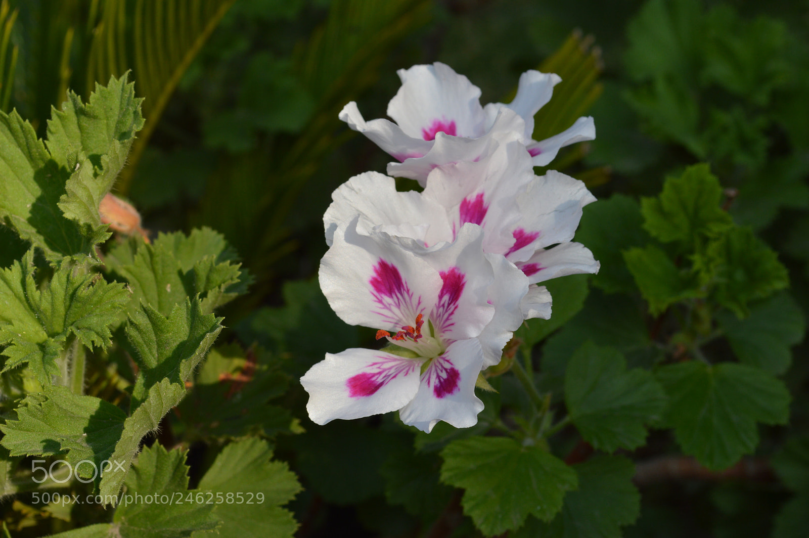 Nikon D3200 sample photo. Tan linda, como tu photography