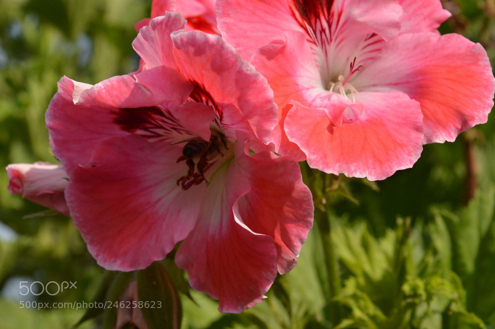Nikon D3200 sample photo. My rouse photography