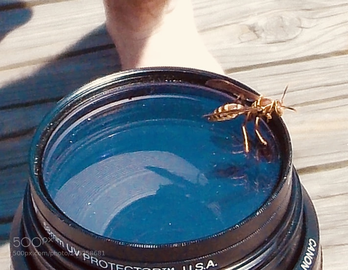 Nikon Coolpix L810 sample photo. Bee on the lense photography