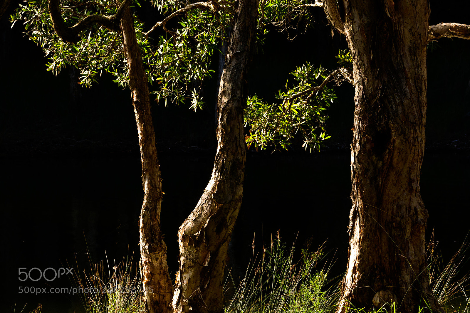 Nikon D7500 sample photo. Melaleucas in afternoon sun photography