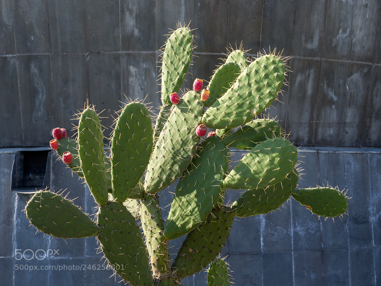 Olympus OM-D E-M10 sample photo. Caracol cactus photography