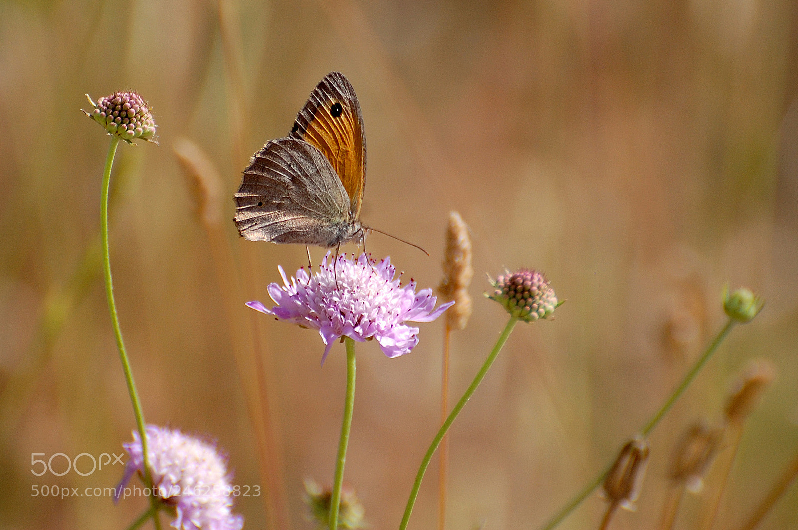 Nikon D40 sample photo. De flor en flor photography