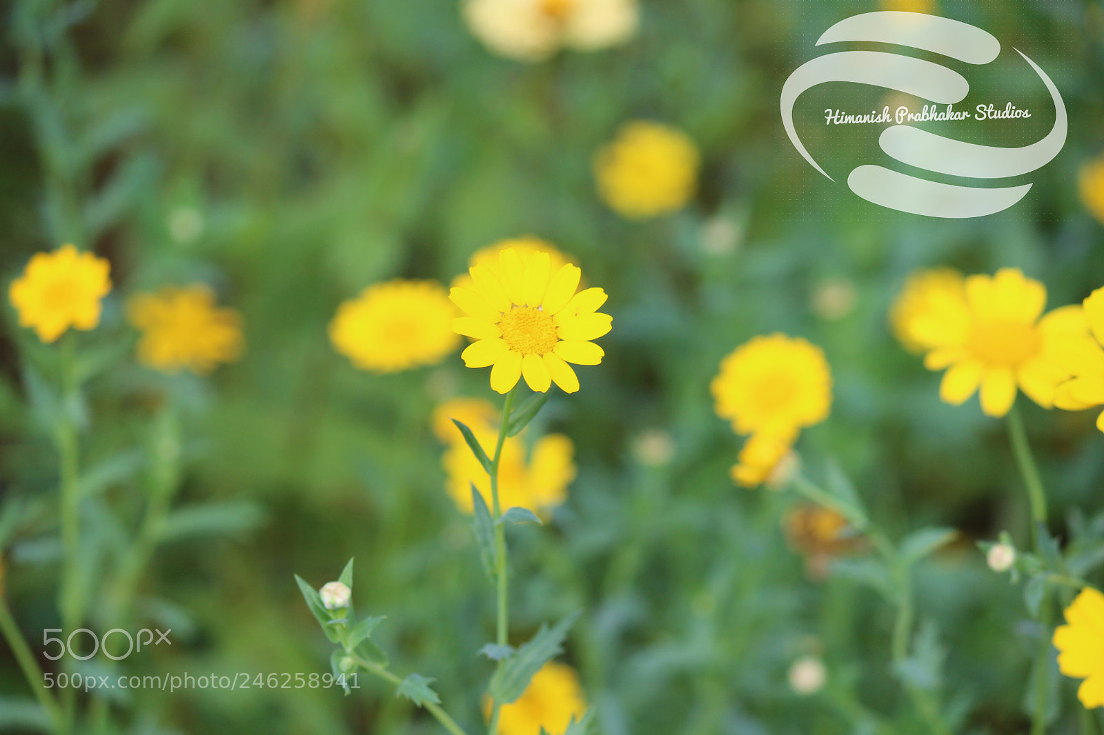 Canon EOS 700D (EOS Rebel T5i / EOS Kiss X7i) sample photo. Yellow flower garden photography