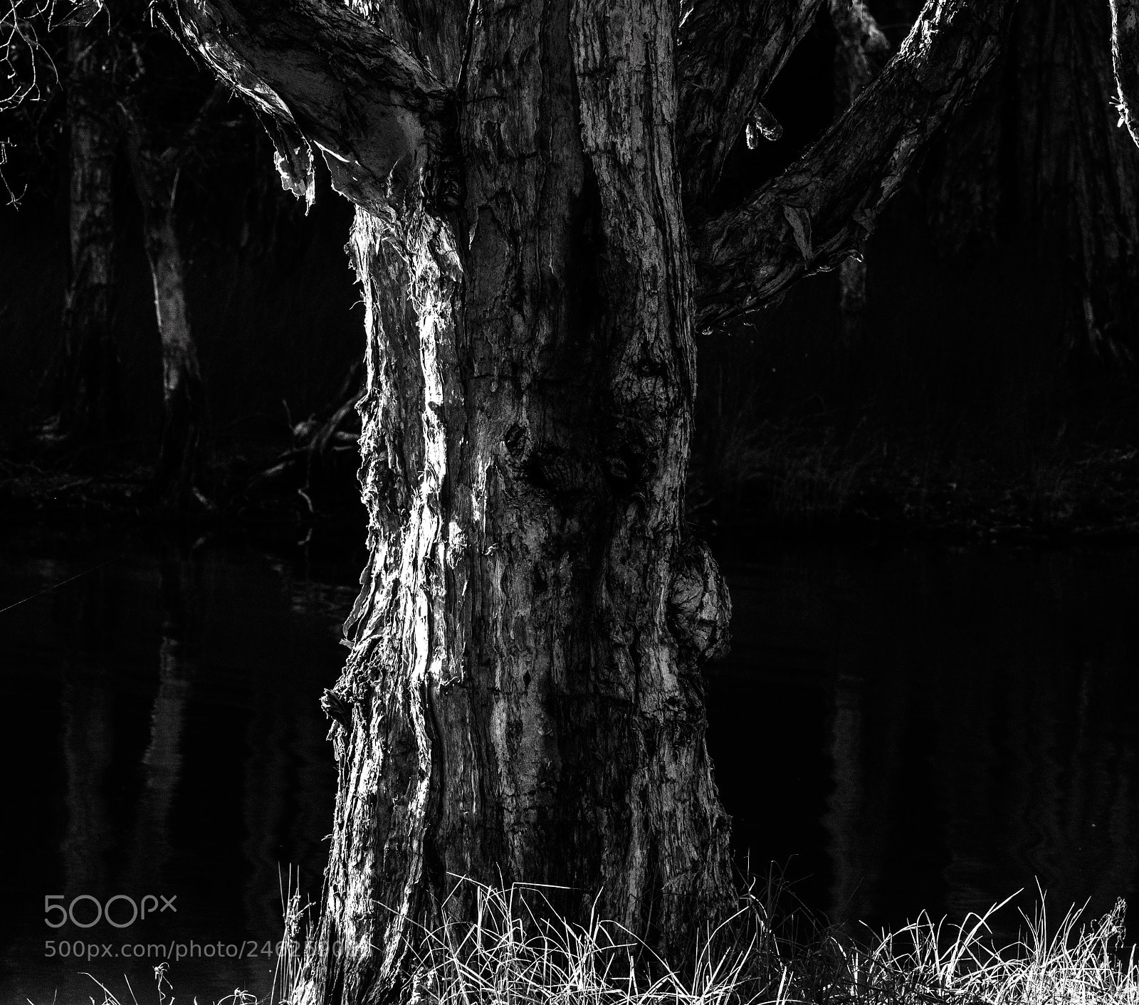 Nikon D7500 sample photo. Melaleuca b@w abstract photography