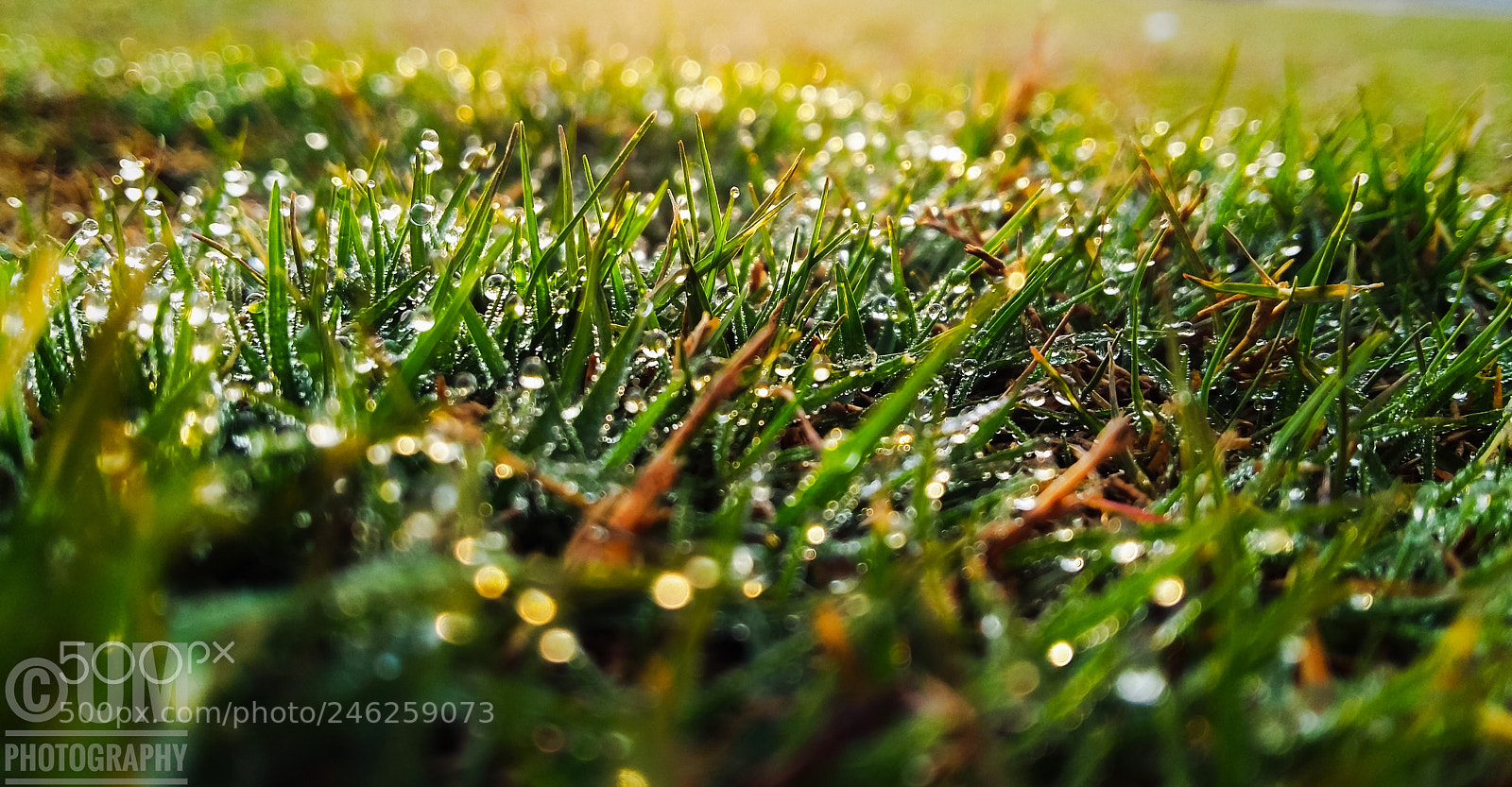 Samsung Galaxy A5 sample photo. Dew drops photography
