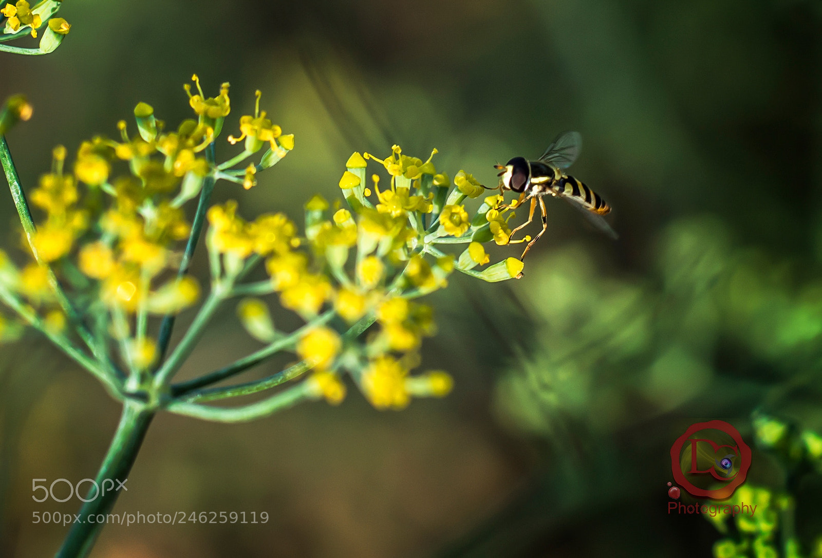 Nikon D7100 sample photo. Mining bee. photography