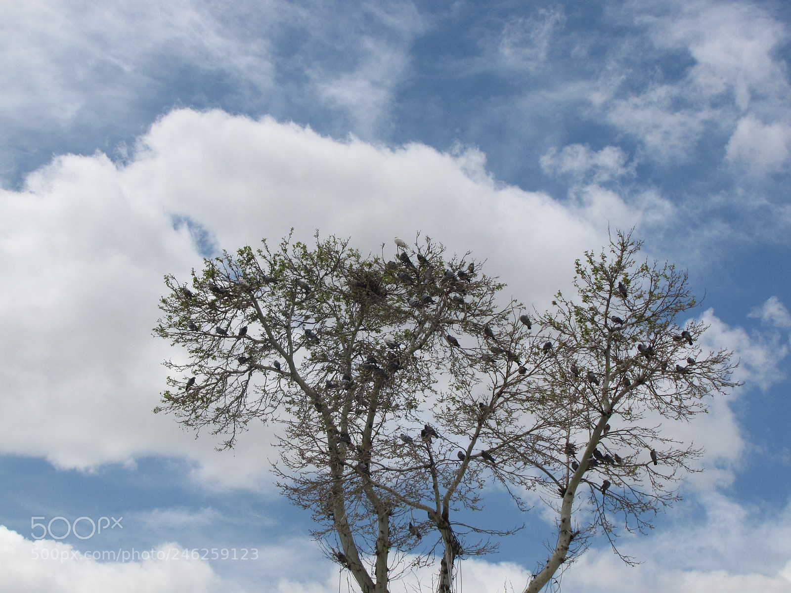 Canon PowerShot SX10 IS sample photo. Img photography
