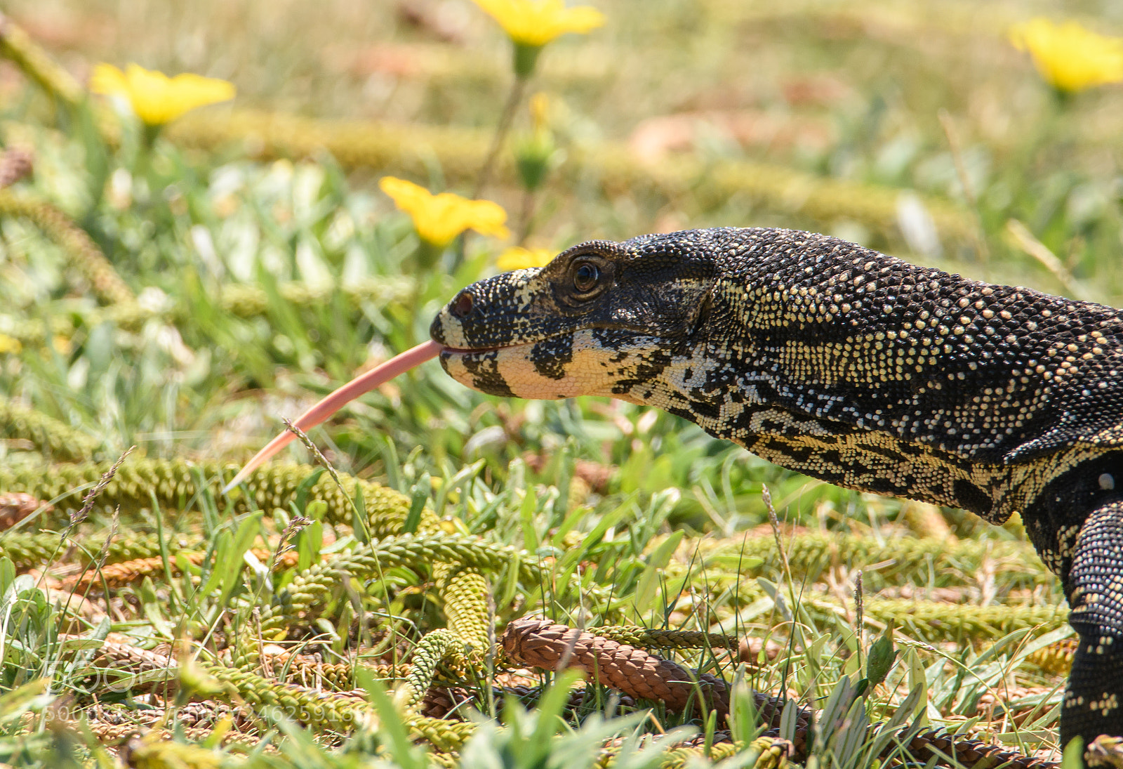 Nikon D7500 sample photo. Lace monitor photography