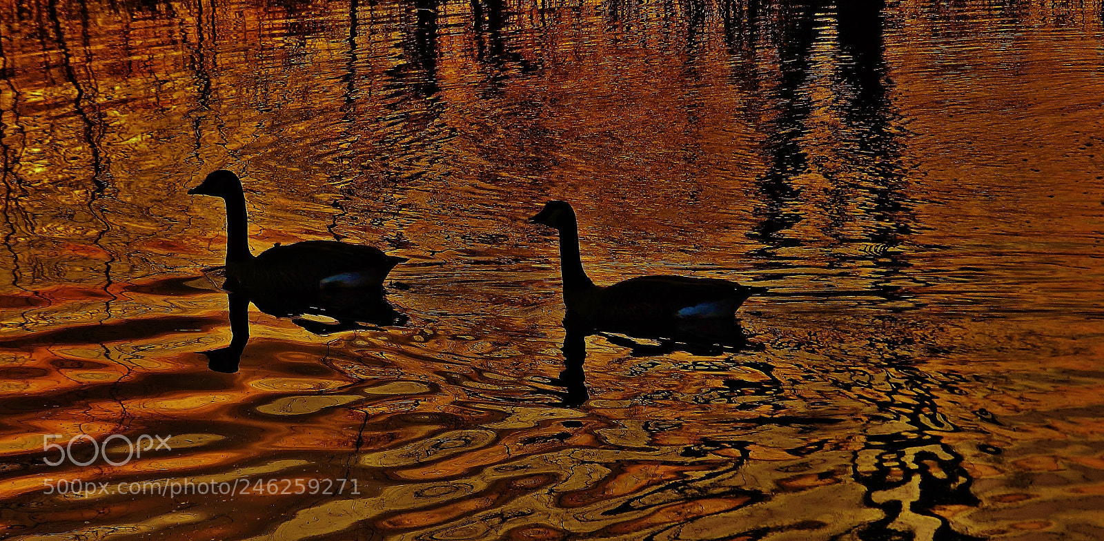 Nikon Coolpix P500 sample photo. Goose silhouettes 2018 photography