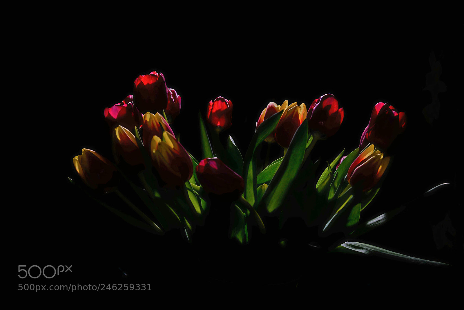 Nikon D610 sample photo. Untitled photography
