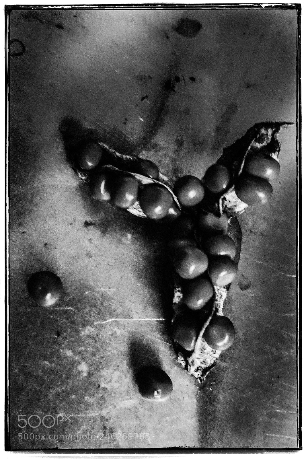 Sony DSC-RX100M5 sample photo. Winter berries triangle photography