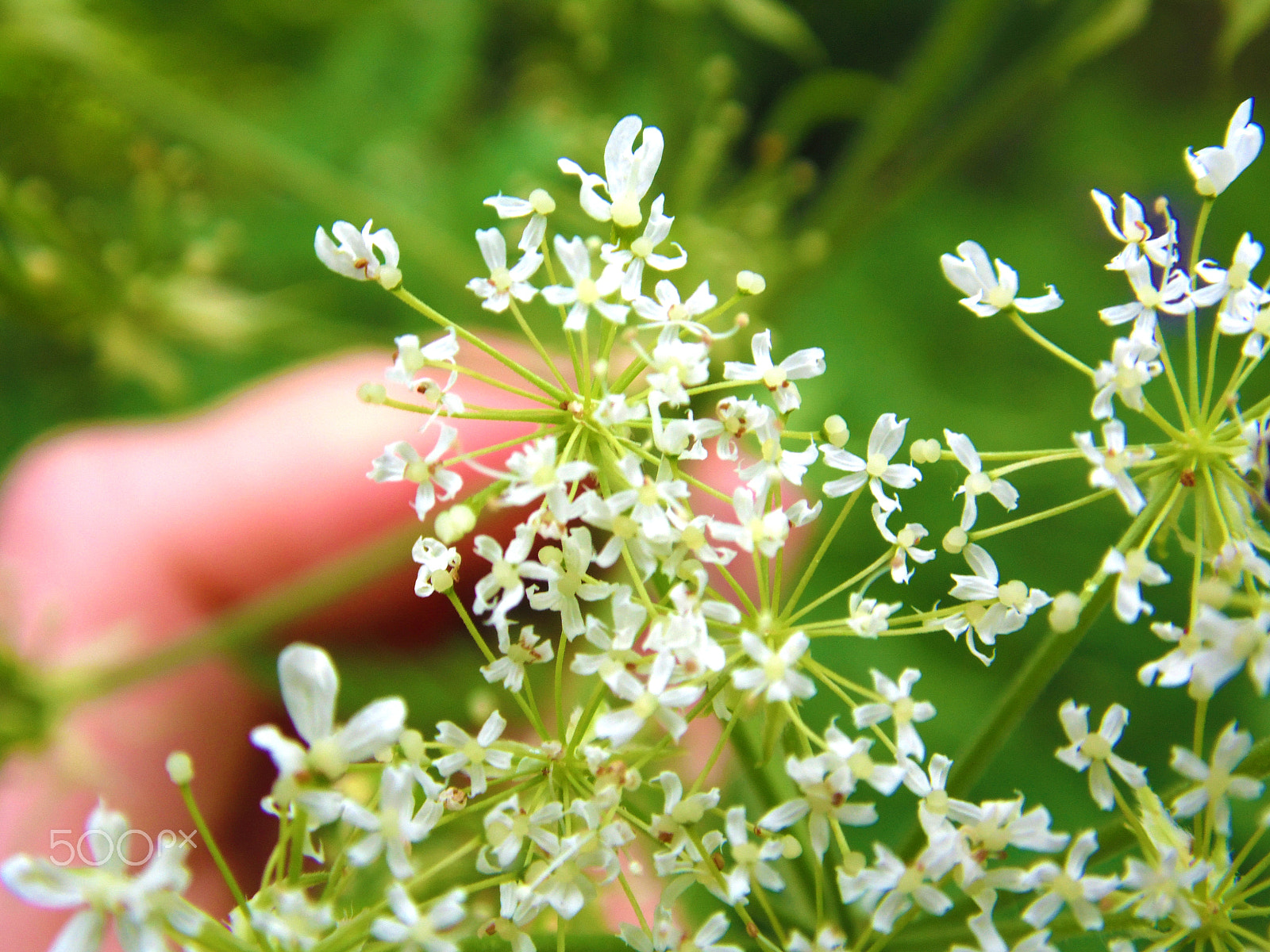 Samsung WB100/  WB101 sample photo. Small blossoms photography