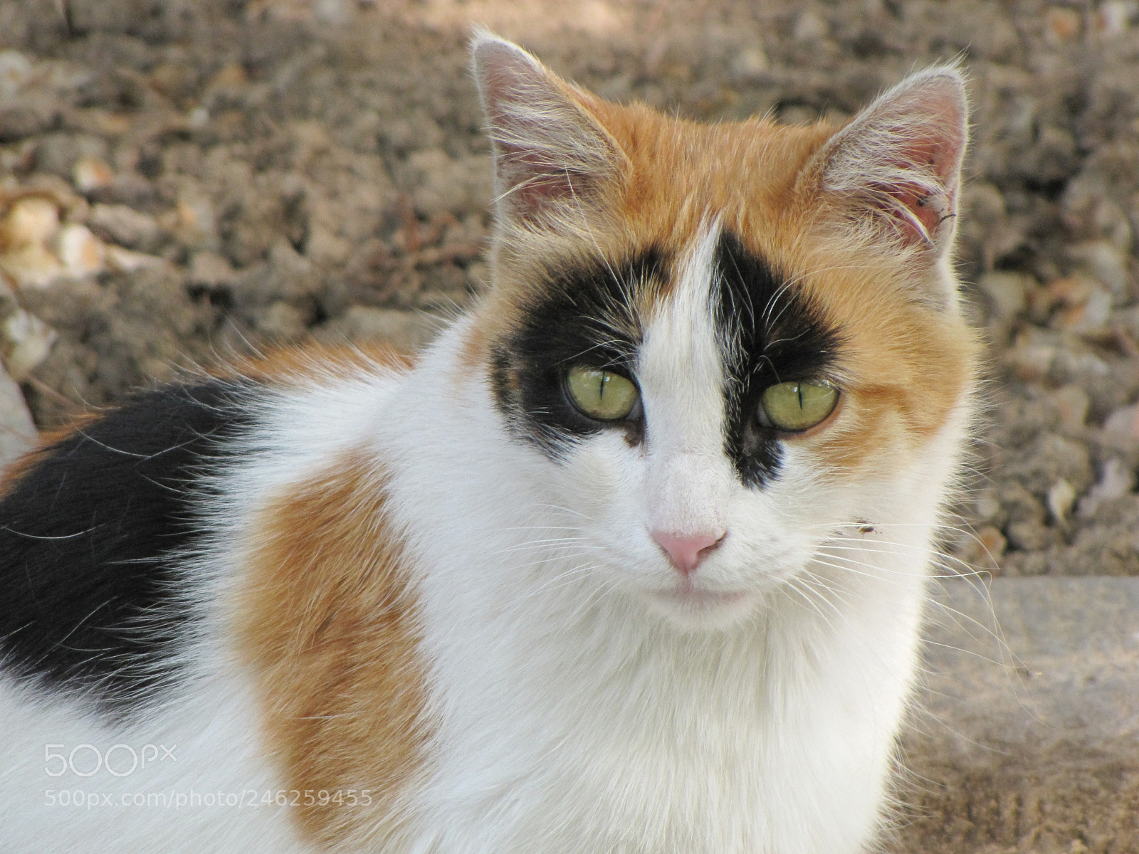 Canon PowerShot SX10 IS sample photo. Img photography
