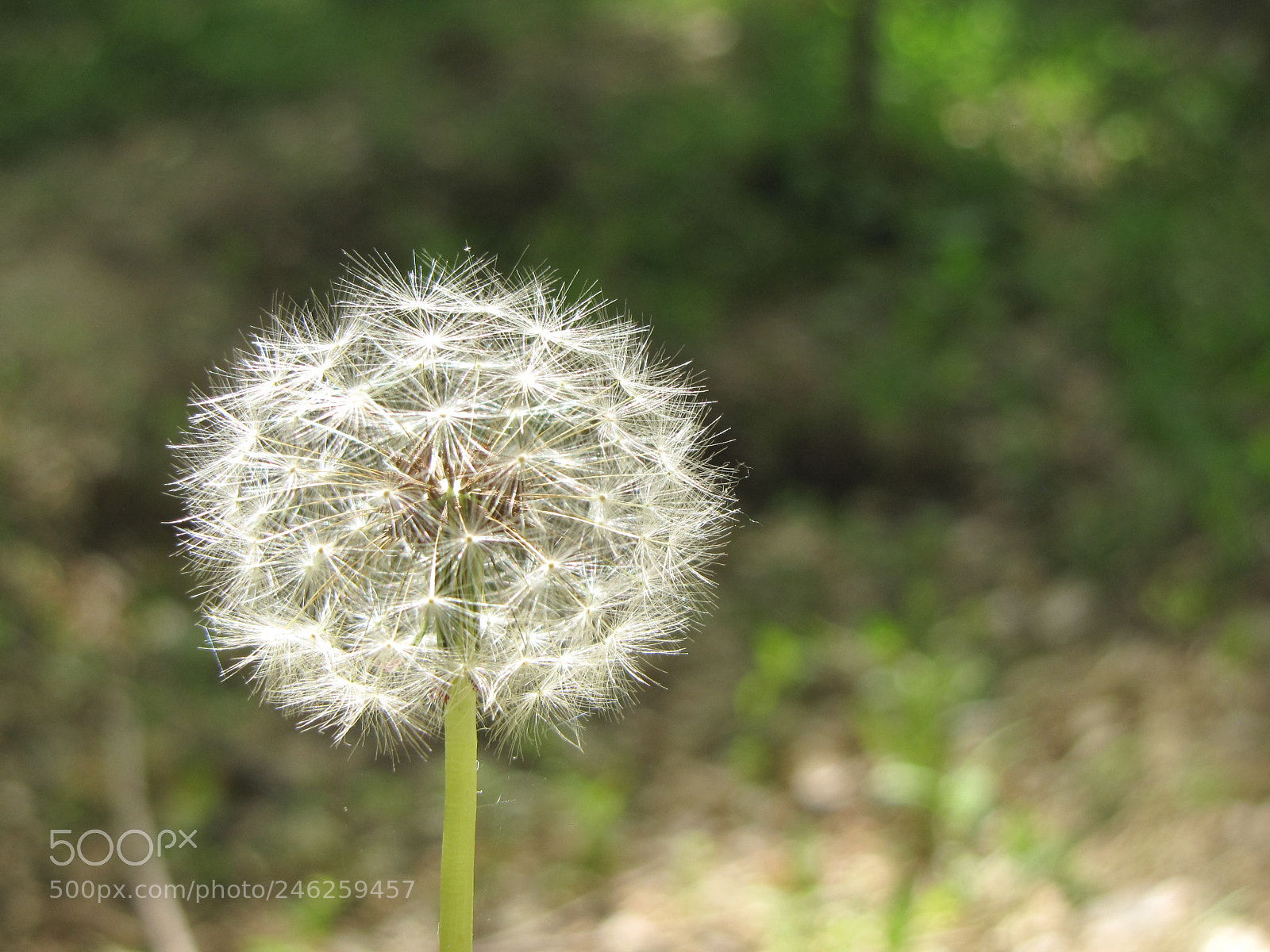 Canon PowerShot SX10 IS sample photo. Img photography