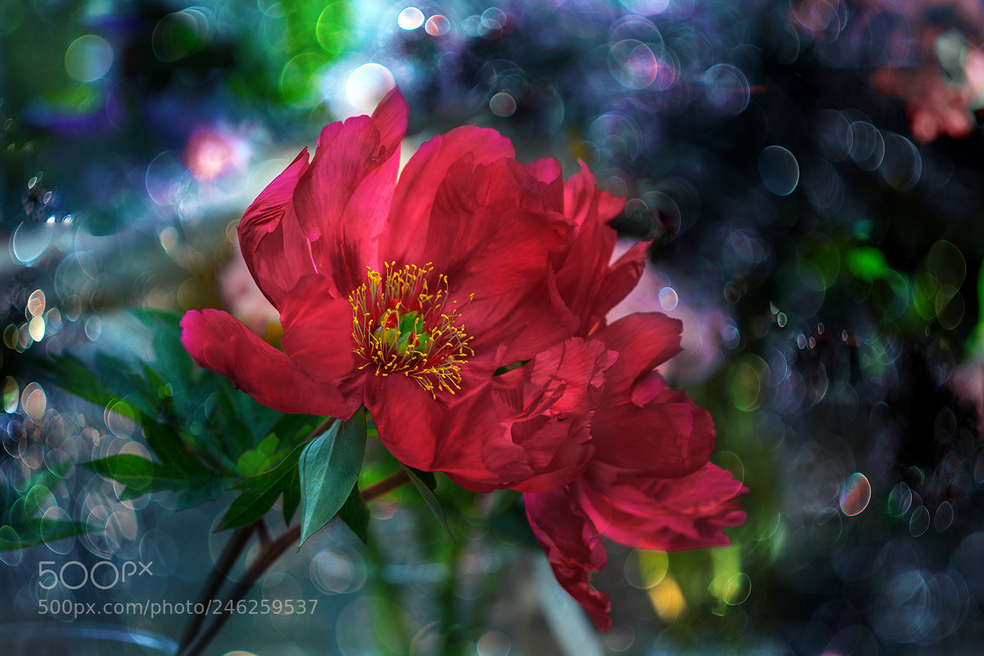 Sony a7 II sample photo. 1161371.jpg photography