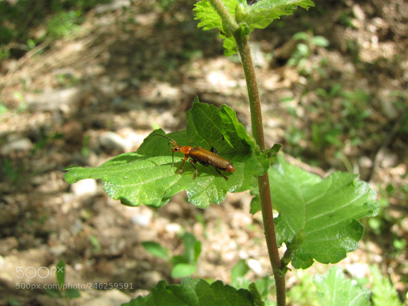 Canon PowerShot SX10 IS sample photo. Img photography