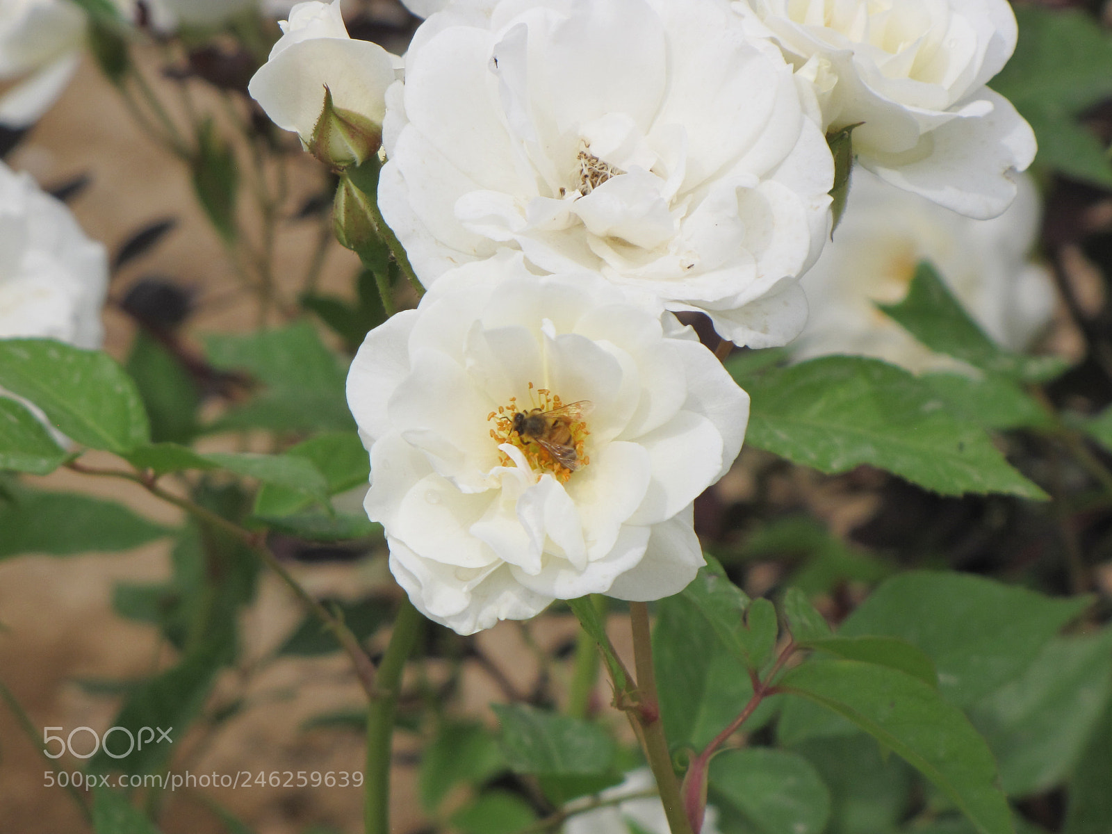Canon PowerShot SX10 IS sample photo. Img photography